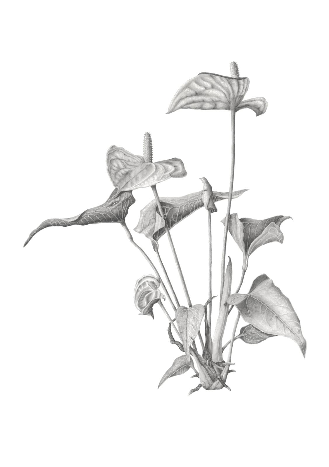 Flamingo Lily